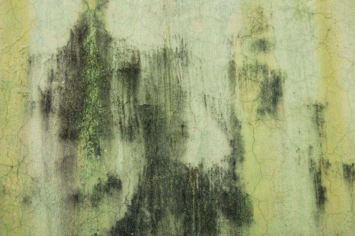 Jak odgrzybić stary dom?